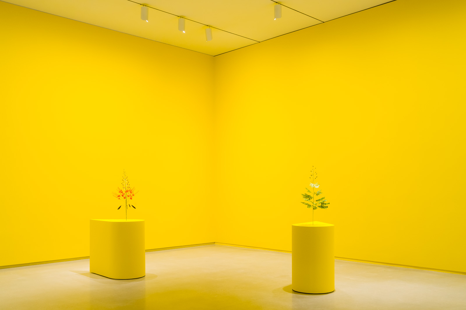 Two yellow plinths stand in a corner, the wall also painted a bright yellow behind them. On each plinth is an intricate flower replica made of paper.