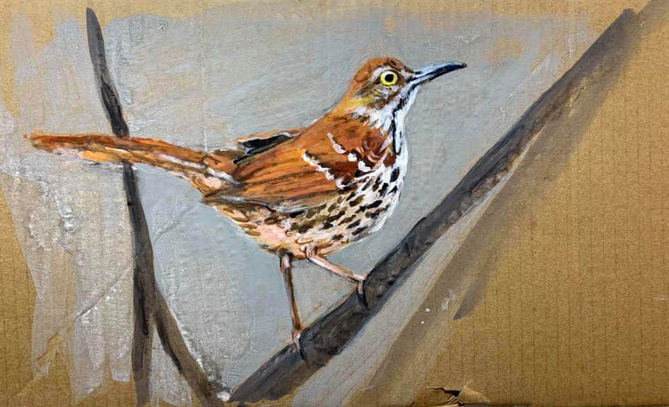 Betsy Rosenwald, Thrush, acrylic on cardboard, 2020