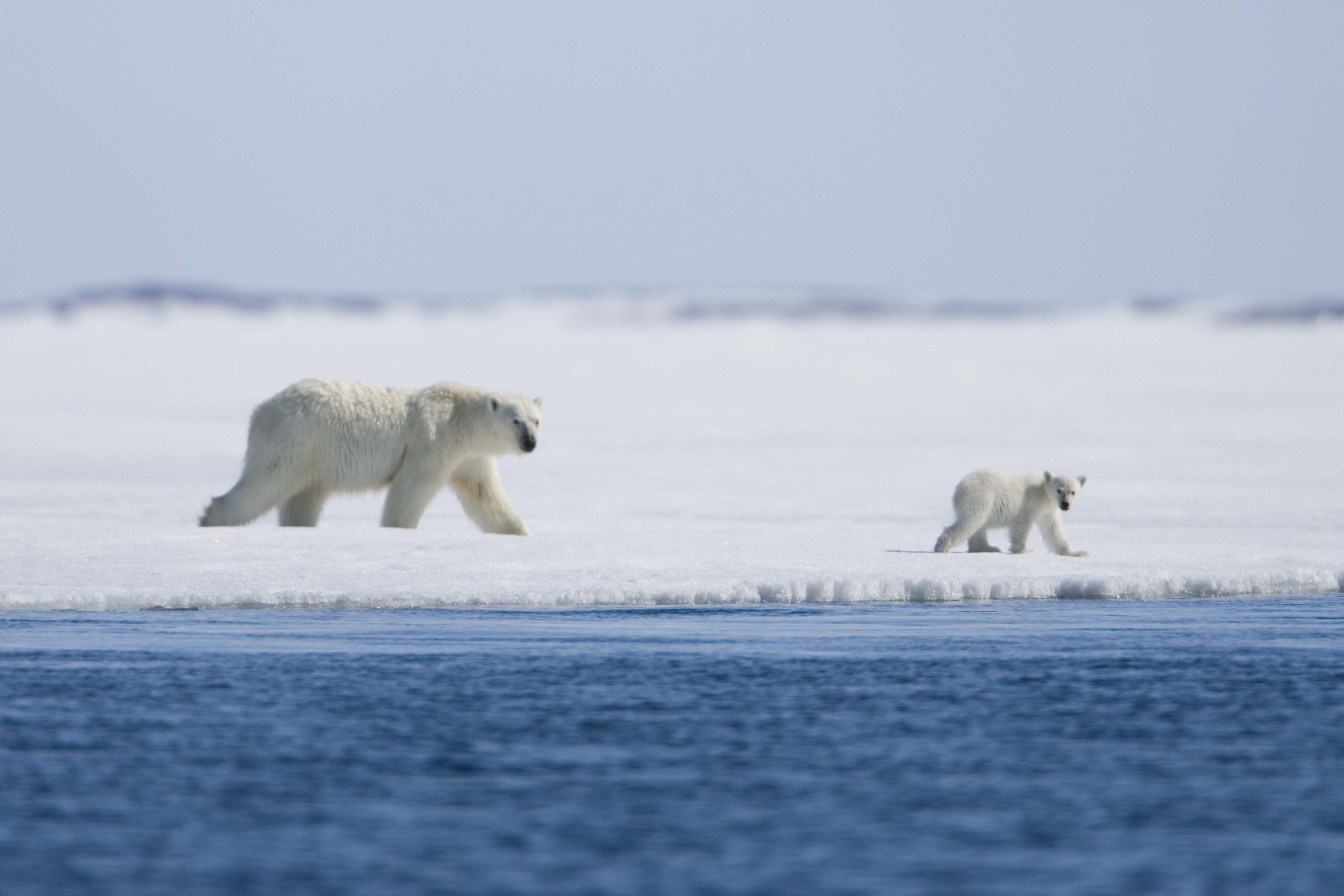 Arctic Tale (2007) film still