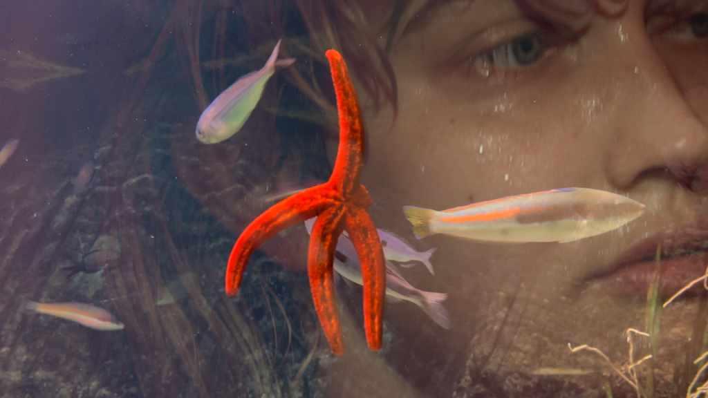 A video still shows someone looking into an aquarium. The foreground shows a few small fish and a red starfish, with reflections from the glass surface visible.